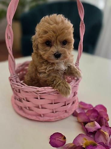 stenci maltezera: Preslatki maleni MALTIPOO stenci, spremni su za preuzimanje. Jako — 1