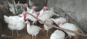 Heyvanlar: Hinduska ve Qazlar var Hinduskalar bu ilin cuceleridi 6-9 ayliq her at lalafo.az Heyvanlar: Hinduska ve Qazlar var Hinduskalar bu ilin cuceleridi 6-9 ayliq her