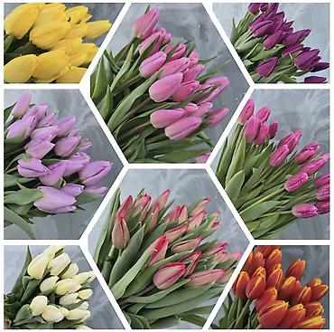 Букеты из живых цветов: Тюльпаны Оптом и в розницу - Разнообразие оттенков: жёлтые, розовые — 1