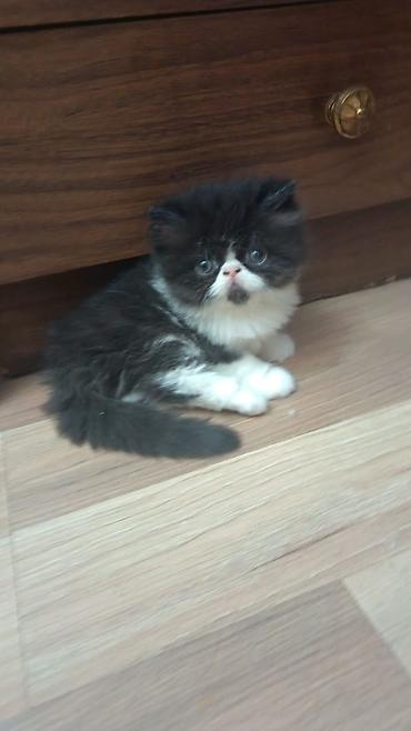 Pişiklər: Fars — 11