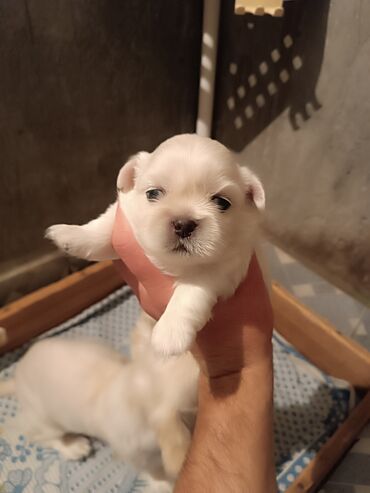 i̇tlər pitbul: Pekines, 1 ay, Erkek, Peyvəndli, Ünvandan götürmə, Pulsuz çatdırılma, Ödənişli çatdırılma