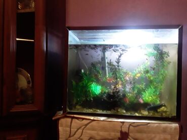 аквариум без рыб: Akvarium satilir 56 uznluqu 45 hündürlüyü 35 eni Her birseyi var 80e