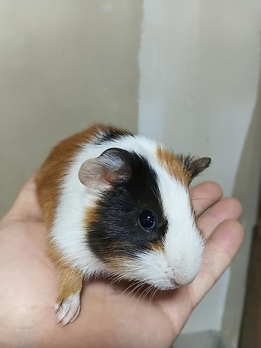 alman ovcarkası satılır: ] 🐹 Ən sakit və ən sübür Ginepiqlər artıq hazırdır! [  ] Evdə səs-küy — 5