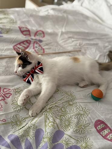 кошка сфинкс с шерстью: Котёнок 3 месяца,здоровая,игривая девочка,сейчас данное время на — 2
