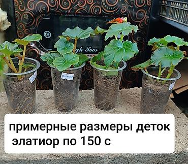 бегония гулу: Детки бегоний элатиор по 150 с возможна отправка по регионам с — 6