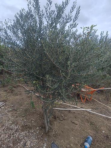 ad gunu gulləri: Zeytun ağacı – bağ və təsərrüfat üçün - Növ: Zeytun (Olea europaea) — 1