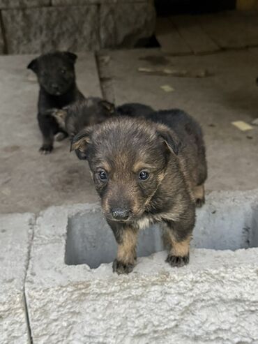 домик для собаки: Ищут дом 6 красивых щенков 🐶 3 мальчика и 3 девочки - От домашней