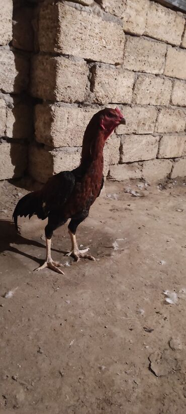 ZX: Məhsul: Uzunboyun döyüş tipli xoruz (Aseel/Malay tipinə bənzər)