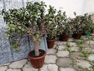 карликовые саженцы плодовых деревьев: Удобства для дома и сада, Самовывоз