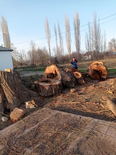 Другие услуги: Услуги арбориста обследование дерева и экспертная оценка его — 12