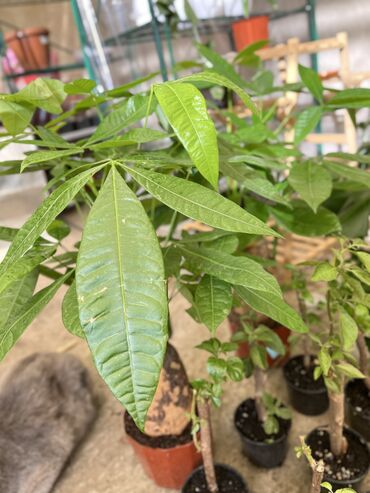 Другие услуги: Продаю цветы😍 Очень много разных 🪴🎋🍃🌱 Антуриумы Спатифиллум Алоказия — 9