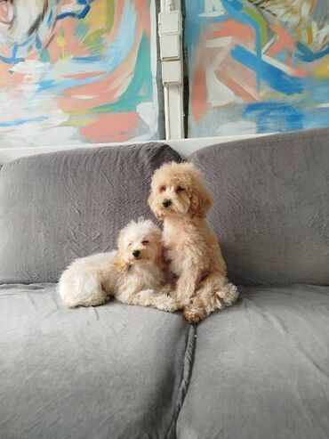 Psi: Patuljasta pudla štenci Štenci patuljaste pudle stari 4 meseca na — 10