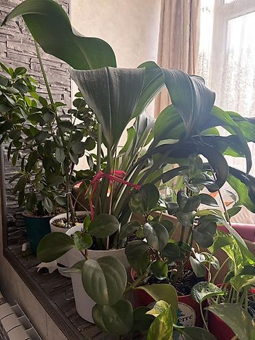 Бөлмө өсүмдүктөрү: Комнатные растения для дома и офиса - Эуфорбия (молочай) — 2
