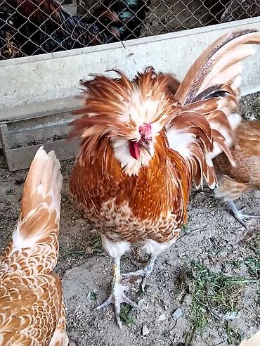 K/t heyvanları və malları: Süs toyuğu – bəzəkli xoruz - Nadir, bəzək məqsədli cinsdən olan xoruz — 1
