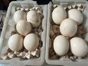 бу инкубатор: Продаю страусиные яйца для вывода, инкубационные. Только свежие