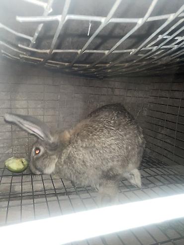 купить сиамскую кошку: Кролик декоративный, окрас серо-агути (дикий серый). Длинные уши — 1