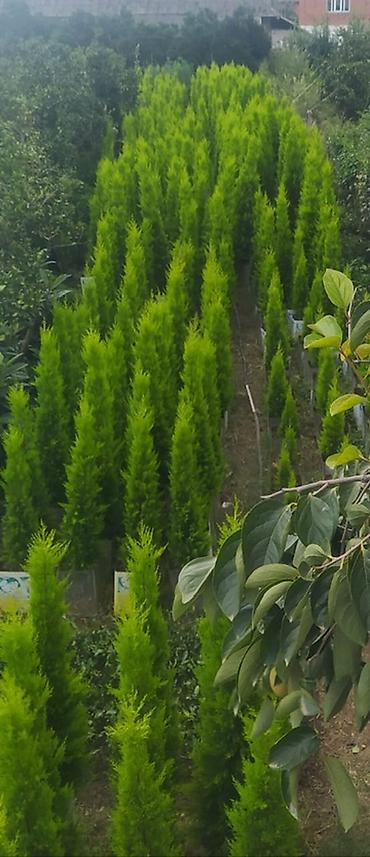 palm: Limon şam ağacı– dekorativ iynəyarpaqlı Lelandra Sekas Finik Tuya — 3