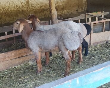 альпийская коза цена: Продаю | Ягненок | Арашан