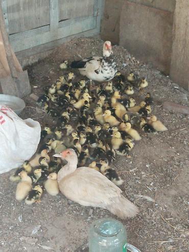 kanada sortu hinduska: Real alıcıya endirim olacaq neçə eded istəsəz var — 2
