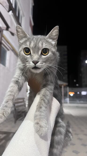отдам котёнка в добрые руки: 4 месяца, Девочка