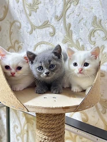 Pişiklər: Britan — 1