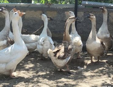 Digər quşlar: Qazlar satılır. cavan və iri qazlardı