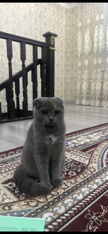 британская короткошерстная кошка золотая шиншилла: Скотиш Фолд (Шотландиялык шалпаң кулак), 1 жаш, Ургаачы, Боз, Документтери менен