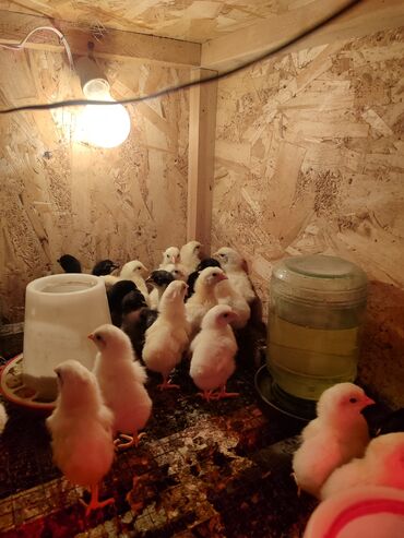 Куры, петухи: Продаю | Цыплята, Инкубационные яйца | Леггорн | Для разведения, Несушки — 7