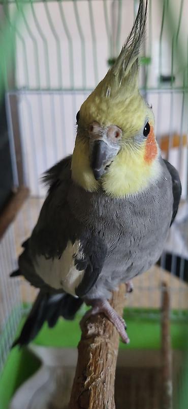 kanarya bulbulu: Nimfa (Cockatiel) papağanı – boz rəngli bədən, sarı baş və yanaqlarda — 2