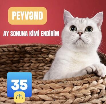 pişik yuvası satılır: Endirim