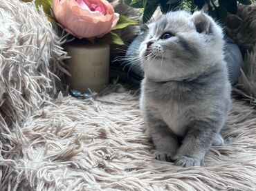 Pişiklər: Britan, Pulsuz çatdırılma — 12