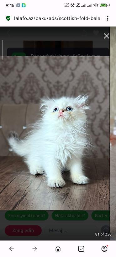 Pişiklər: Yaxşı əllərə — 19