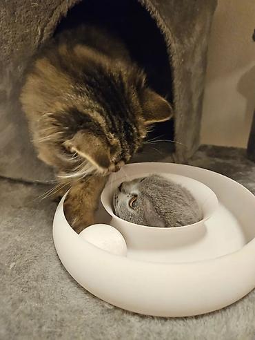 ilan oyuncaq: 🐾 Pişiklər üçün İnteraktiv Oyuncaq Pişiyinizin həm əylənməsi, həm də — 2