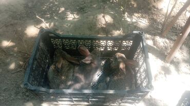 Dovşanlar: Üç ədəd qəşən dovşan satılır. Bu üçünün qiymətidir — 9