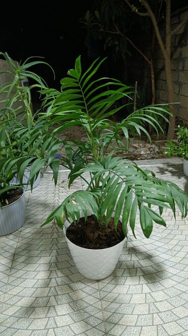 çia toxumu qiymeti: Parlor Palma (Chamaedorea elegans) – dekorativ otaq bitkisi - Zərif