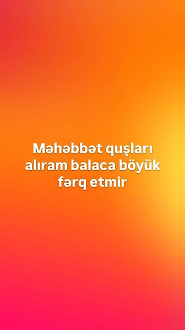quş üçün qəfəs: Məhsul/xidmət: Məhəbbət quşlarının alınması Təsvir: - Hər növ və — 1