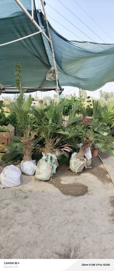 Садовые цветы и кустарники: Саженцы цветка — 8