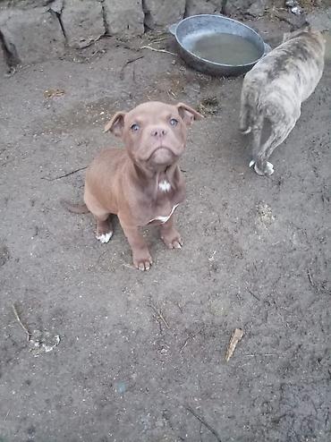 İtlər: Pitbul, 2 ay, Dişi — 9