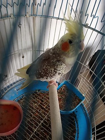 papuqay sesi: Məhsul: Nimfa tutuquşu (cockatiel) – lələyi sarı çəlpaq, yanaqlarda — 2