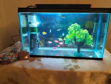 Akvariumlar: Dördbucaq akvarium, Balıqlarla birlikdə, 30 l, Ünvandan götürmə