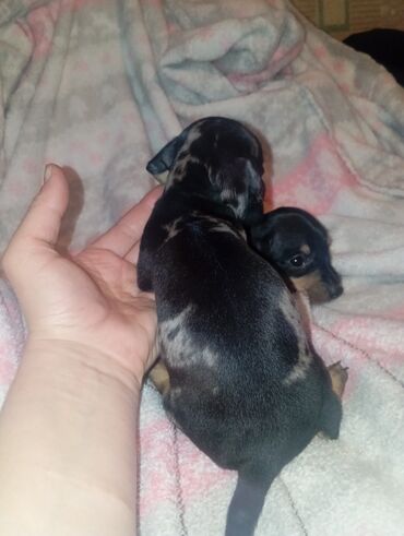 Продажа собак: Такса, 1 месяц, Самка — 2