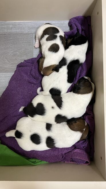 İtlər: Cek rassel teryer, Dişi, Ünvandan götürmə — 11