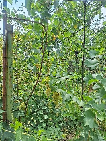 Продажа дач: Срочно продаётся 2-х комн. дачный дом с земельным участком 5 соток в — 11