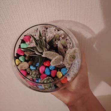 Другие товары для дома: Şüşə qabda sukulent və kaktus terrariumu - Şüşə, balaca akvarium