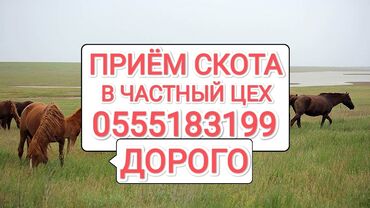 куплю домашнее животное: Сатып алам | Уйлар, букалар, Жылкылар, аттар, Башка а/ч жаныбарлары | Күнү-түнү, Бардык шартта, Союлган