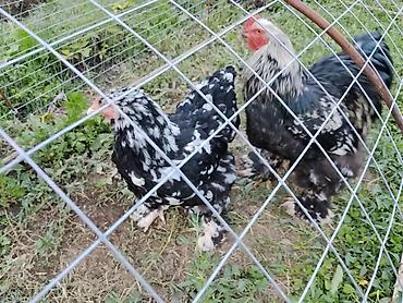 кошка регдолл: Продаю | Куры | Брама | Для разведения — 3
