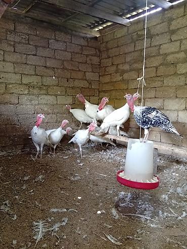 yumurta hinduşka: Məhsul: Ağ hinduşka sürüsü Təsvir: - Ağ rəngli, iri ətlik hinduşkalar — 9