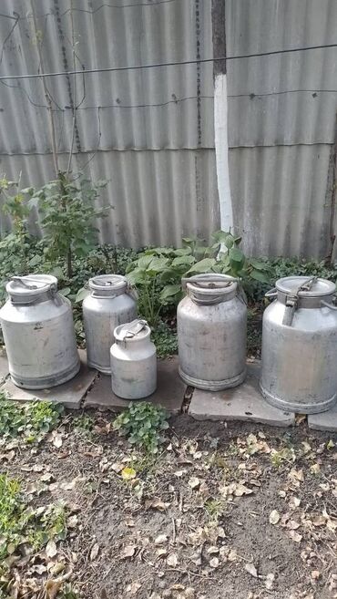 контейнер для меда: Продаю фляги для меда, пресс для сока, дерево лайма плодоносящее