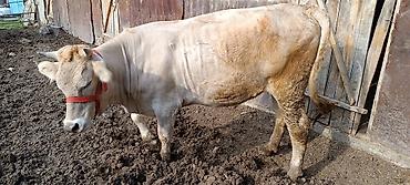 Коровы, быки: Продаю | Корова (самка) | Шароле | Для молока — 4