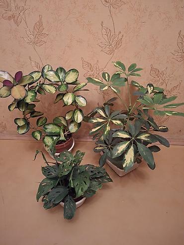 Сингониумы: Коллекция комнатных растений — подборка декоративно-лиственных — 39